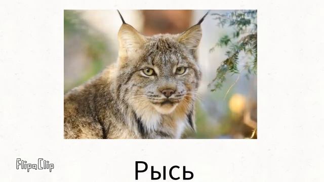 Алфавит (Азбука) Животные