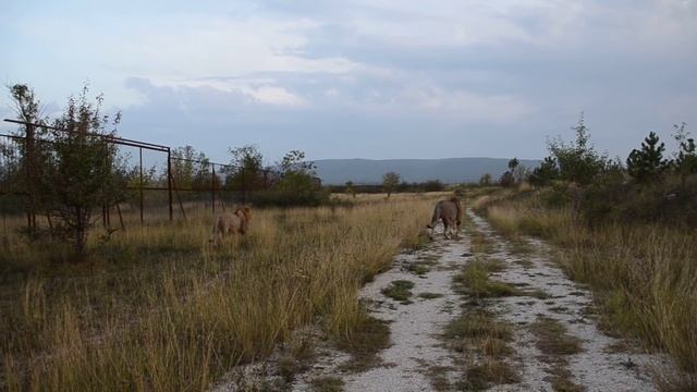 Как Олег Зубков пытался удержать льва Чука за хвост ! смотреть онлайн
