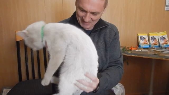 Как отмыть белого кота смотреть онлайн