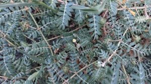 Якорцы - Растение с Уникальными Целебными Свойствами