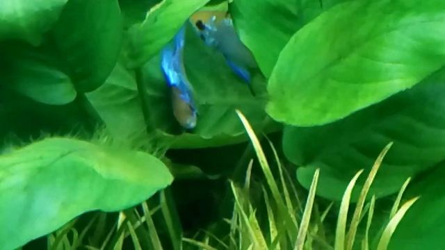 Рамирези электрик блю смотреть онлайн