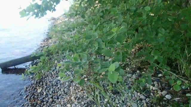 онежское озеро весёлая поездка смотреть онлайн