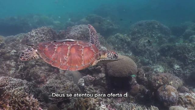 DE O SEU MELHOR A DEUS #19 смотреть онлайн