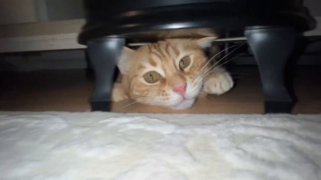МОИ СМЕШНЫЕ КОТЫ/ПУШИСТЫЕ ДРУЗЬЯ ? ?⬛? смотреть онлайн
