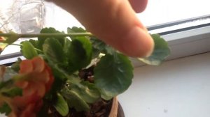 Почему зимой вытягивается каланхоэ.