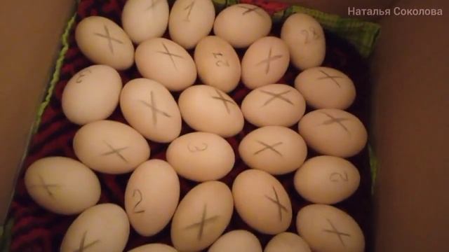 Инкубация яиц мускусной утки индоутки в картонной коробке. Часть 1 смотреть онлайн