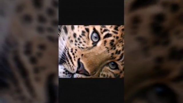 ТОП 5 милых животных смотреть онлайн