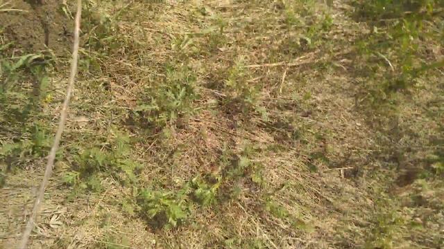 Слепыш смотреть онлайн