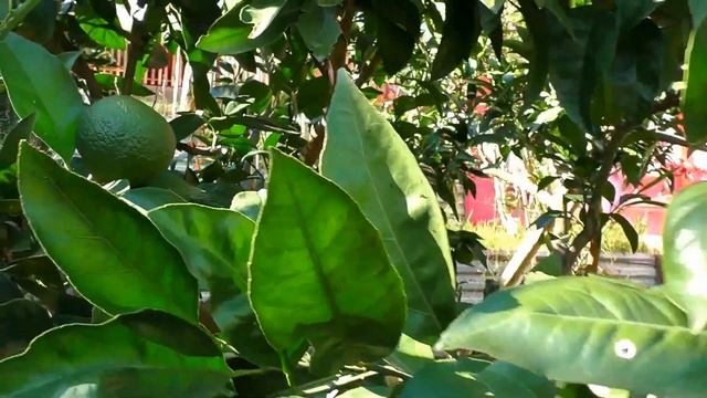 Срочная продажа! Отличный большой дом в Сочи, на большом участке с фруктовым садом! смотреть онлайн