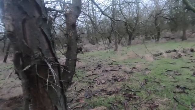 Крым.Охота на Вяхиря в лесу зимой. смотреть онлайн