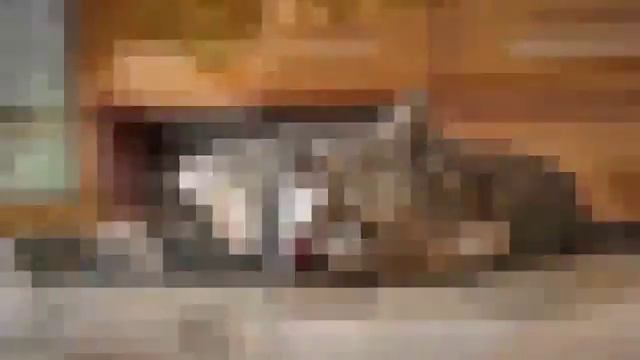 Коты Зевают! Зевающие Кошки! 2 смотреть онлайн