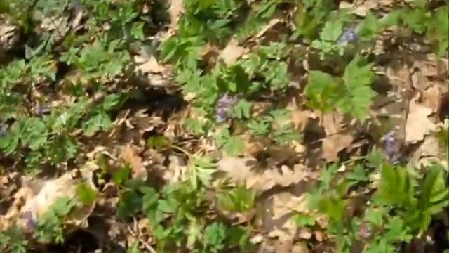 Съедобные сорняки. Экскурсия на огород (часть 2) смотреть онлайн