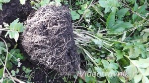 Валериана лекарственная - как выглядит, как заготовить корни?