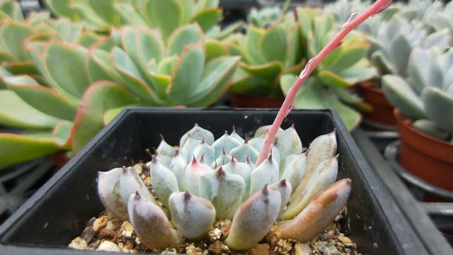 Echeveria Cuspidata Var. Zaragozae 多肉植物開花 黑爪