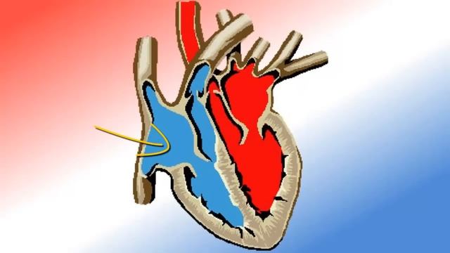 Кола кровообігу. Циркуляція крові.