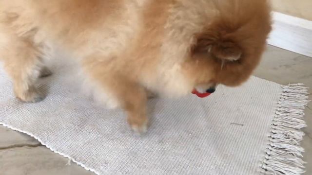 Шпиц просит еду смотреть онлайн