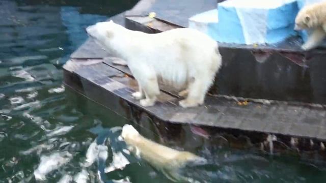 Медвежата Белка и Стрелка развлекаются ранним утром в ожидании завтрака.