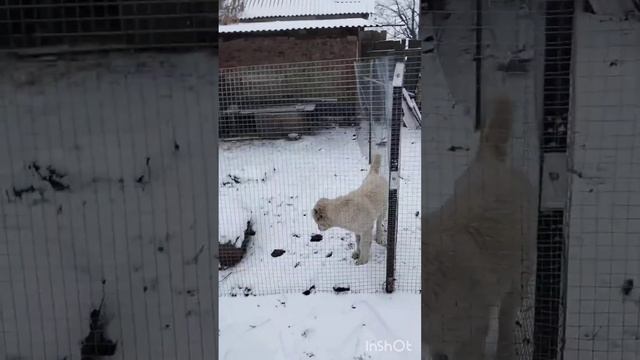 снежек идет и мы кайфуем? смотреть онлайн