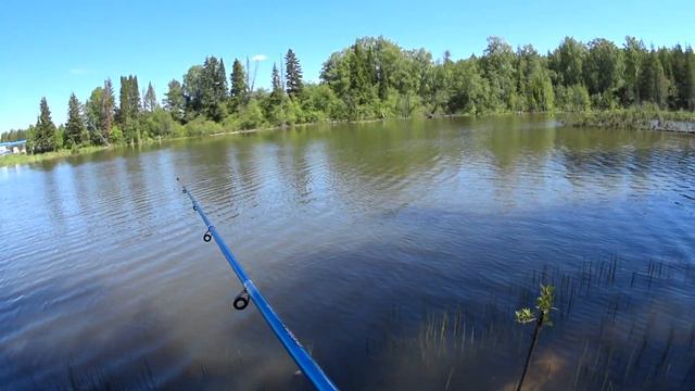 Покидал спиннинг... но зарядился энергией на весь день поход на пруд рыбалка на пруду перья птицы смотреть онлайн