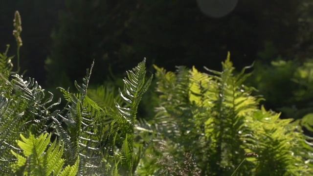 Mahadeva Mantra - Vladimir Muranov