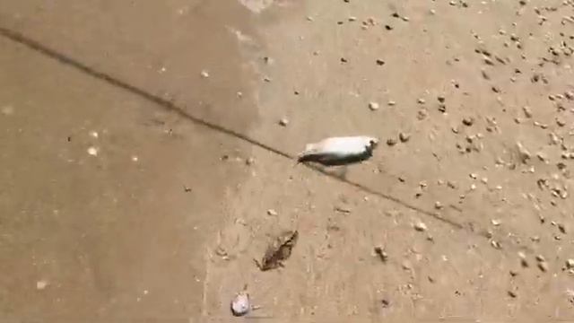 Рыбалка на Азовском море. Таскаем рыбу каждую минуту! 2019 смотреть онлайн