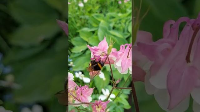 Мохнатый, красивый, летний, опыляющий цветы...#красота #лето смотреть онлайн