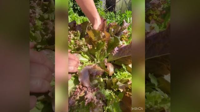 Листовой салат. Правильная обрезка.