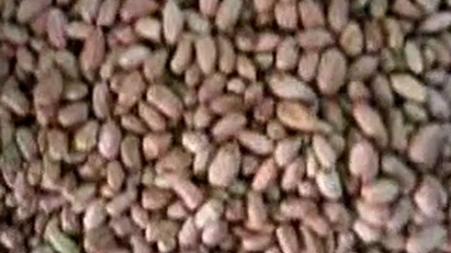 Простая камнеотборочная машина для арахиса в скорлупе (Simple Peanut inshell Destoner) смотреть онлайн