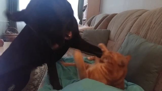 Лабрадор и кот играют. Sonya and Mars. Labrador and cat playing. смотреть онлайн