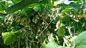 Подкормка из куркумы для огурцов - Turmeric top dressing for cucumbers