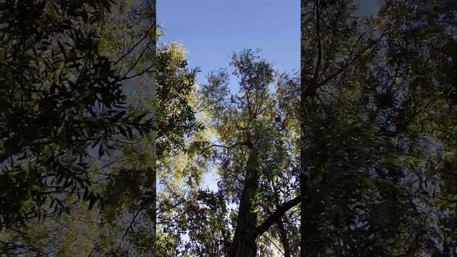 Скоро осень (часть 2) моё личное стихотворение) смотреть онлайн