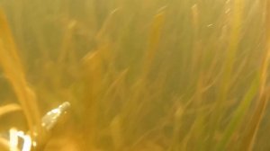 Подводная охота в Десногорске