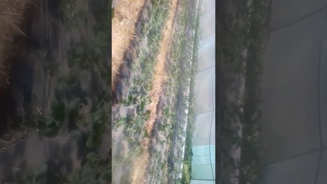 Клубника Альба и Джессика ремонтантный сорт смотреть онлайн