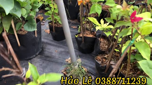 16/7/2023 Hoa giấy 4-8 màu .Adana. Tím bướm. Yakata. #flowers #hoi4 #caycanh #hoa #xuhuongtiktok смотреть онлайн