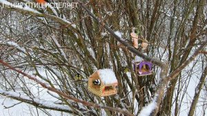 СНЕГИРИ И СИНИЦЫ ЗИМОЙ ПОЮТ ВОЛШЕБНО! ТРЕЛИ-ПОСВИСТЫВАНИЯ СНЕГИРЕЙ УМИЛЯЮТ И РАДУЮТ.