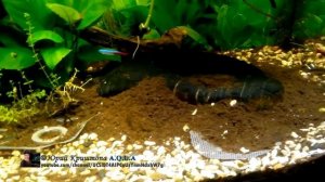 Сколько Ила под Почвопокровкой! Всплыл Микрантемум Монте Карло. Растения в Аквариуме