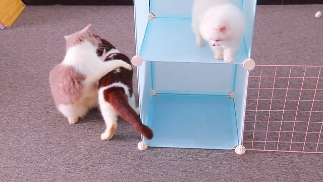 DIY a beautiful house for a Cute White Mini Teacup Pomeranian dog and a Moon Cat смотреть онлайн