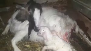 РОДЫ КОЗЫ!!ОБУЧАЮЩИЙ РОЛИК КАК ПРИНЯТЬ РОДЫ У КОЗЫ