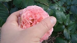 Роза Мэри Энн. Чайно-гибридная или спрей роза. Первогодка