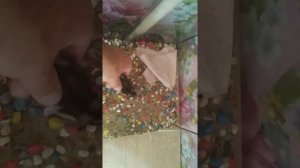 Какие звуки издает джунгарский хомяк???