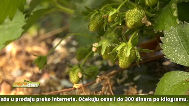 AgroDan_20.04.2020 смотреть онлайн