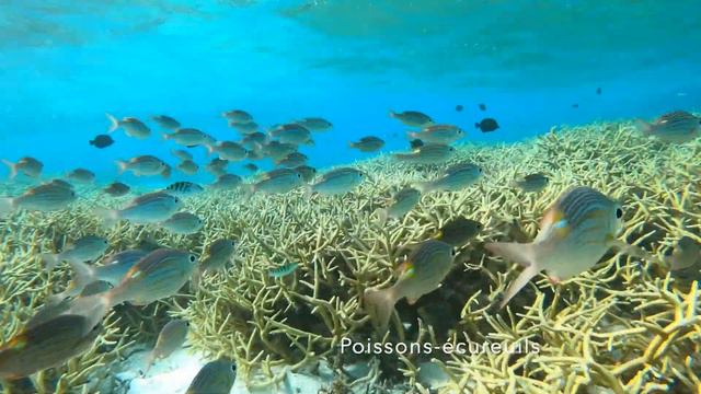 🐠 Snorkeling in Temae beach 🏝Moorea смотреть онлайн