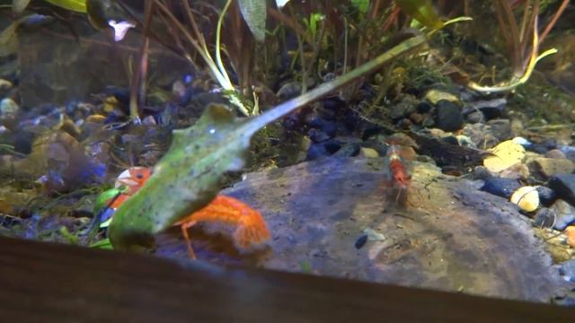 мексиканский карликовый рак и креветки смотреть онлайн