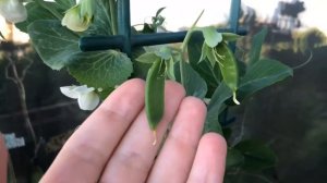 Горох на балконе на подоконнике. Выращивание гороха дома. Огород на подоконнике