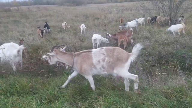 разминаем копыта, подъедем последнею травку!!! смотреть онлайн