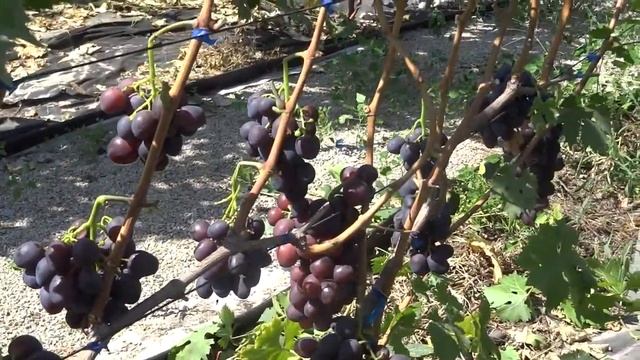 Эверест -виноград с огромными ягодами. смотреть онлайн