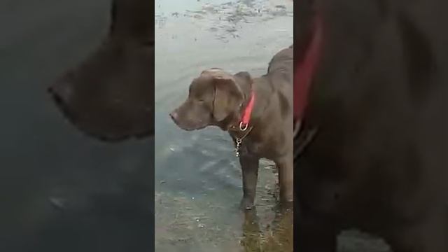 Лабрадор на весеннем стадионе смотреть онлайн