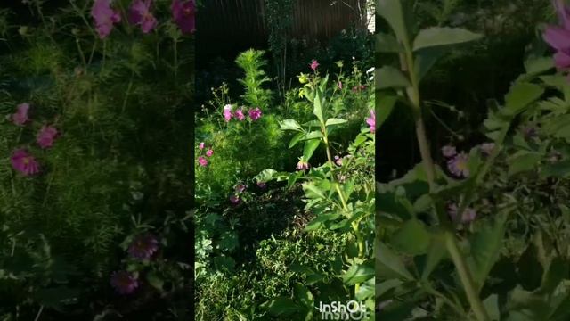 Эльмира,Илнар Гэрэевлэр,,козге мэхэббэт" смотреть онлайн