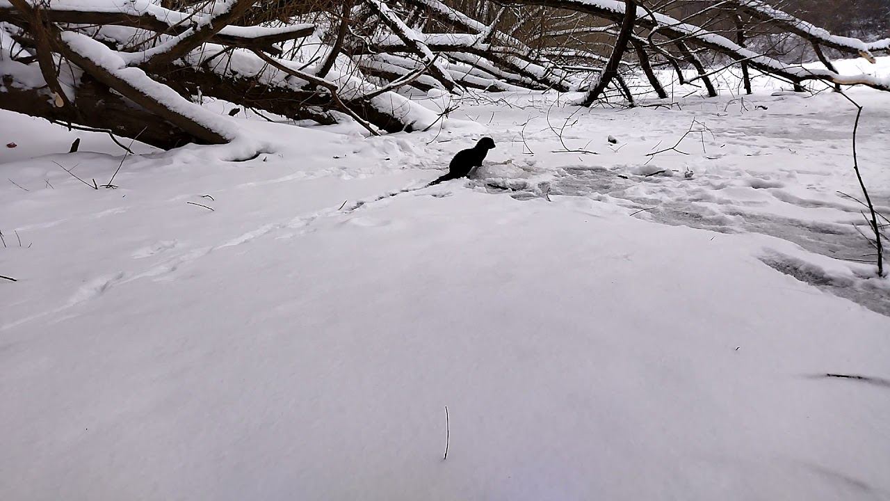 Норка на речке