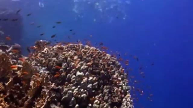 Красное море Египта смотреть онлайн
